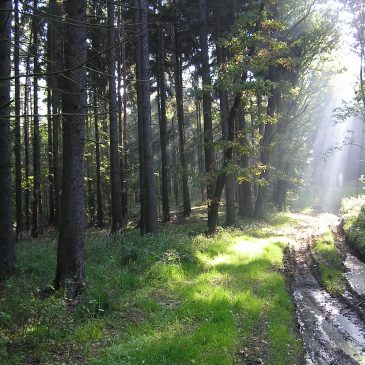 Konkurs wiedzy o bioregionie pt. „W krainie łużyckich lasów”.